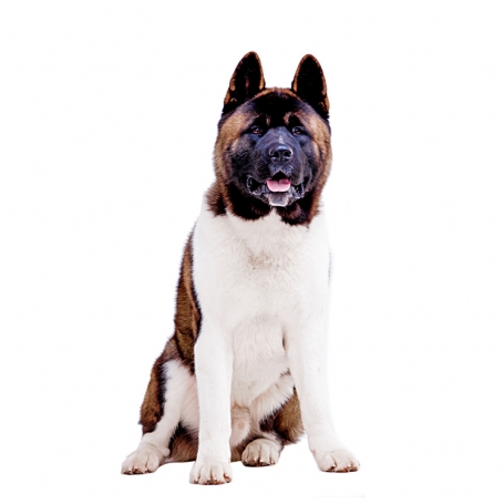 Amerikai akita