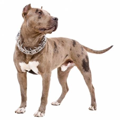 Amerikai pit bull terrier