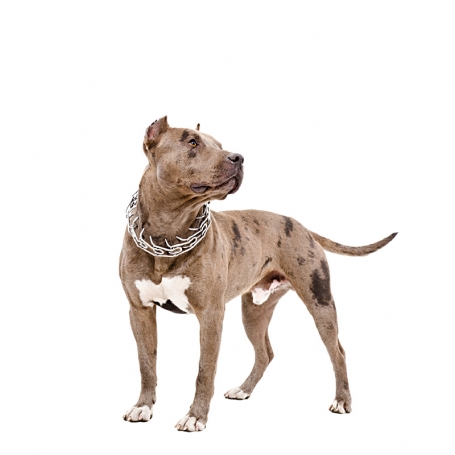 Amerikai pit bull terrier