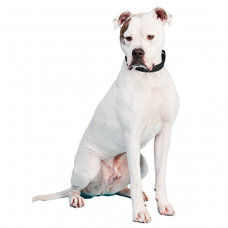 Amerikai bulldog