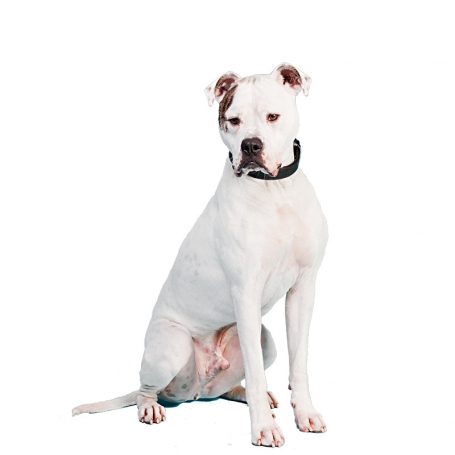 Amerikai bulldog