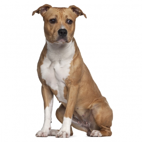 Amerikai staffordshire  terrier