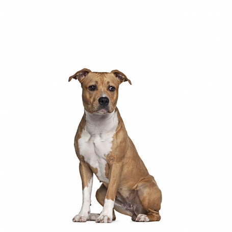 Amerikai staffordshire  terrier