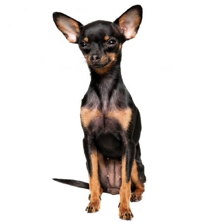 Angol toy terrier
