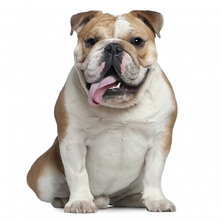 Angol bulldog