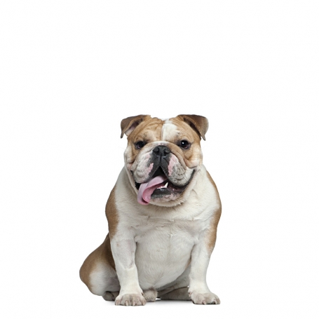 Angol bulldog