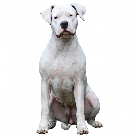Argentin dog