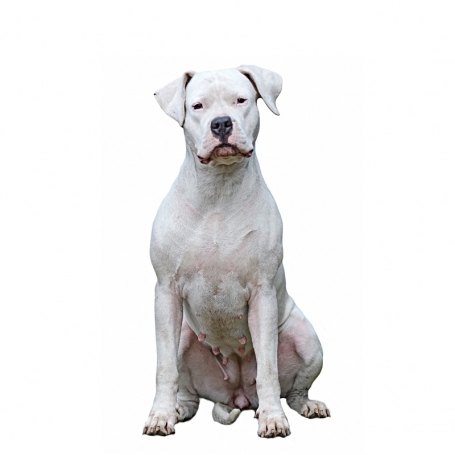 Argentin dog