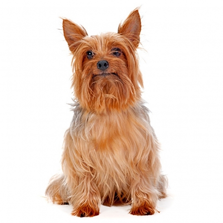 Ausztrál silky terrier