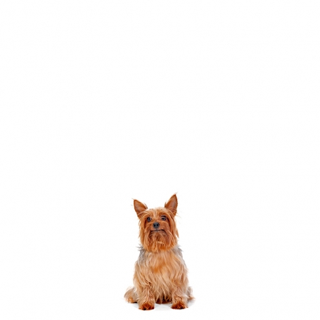Ausztrál silky terrier