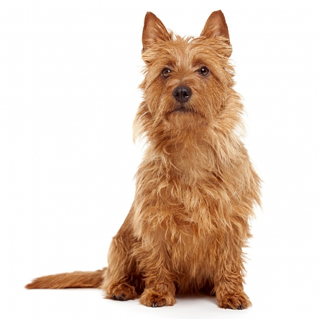 Ausztrál terrier