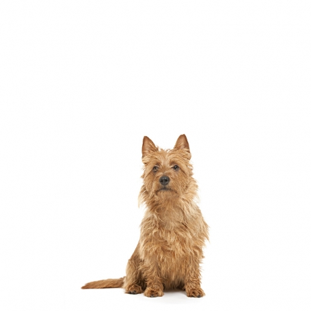 Ausztrál terrier