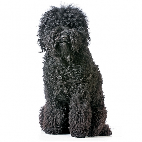 Barbet