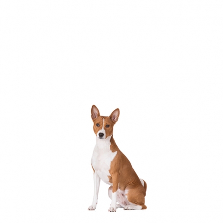 Basenji