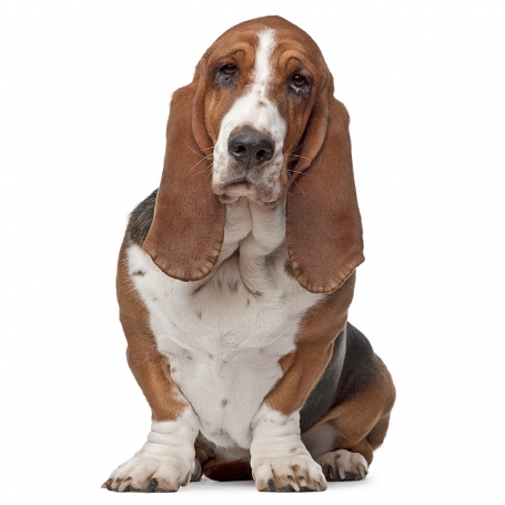 Basset hound