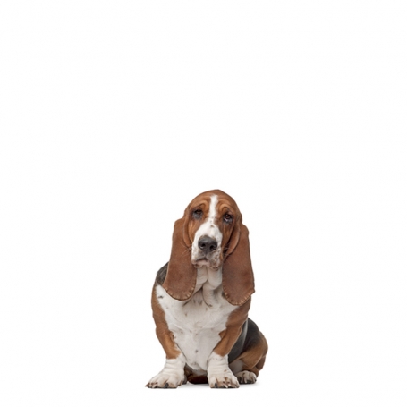 Basset hound