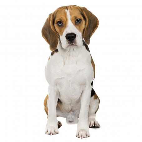 Beagle