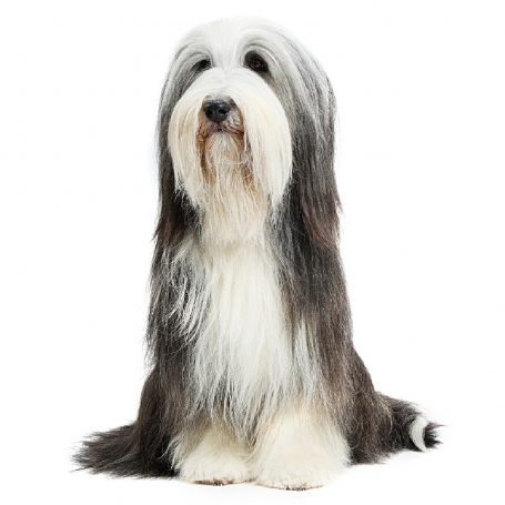 Bearded Collie
