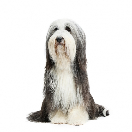 Bearded Collie