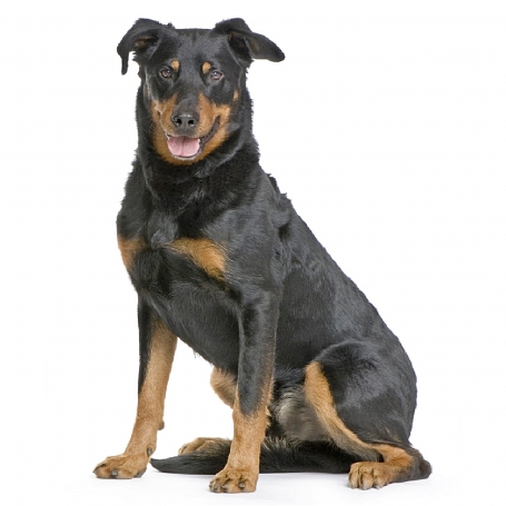 Beauceron