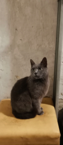 Kira