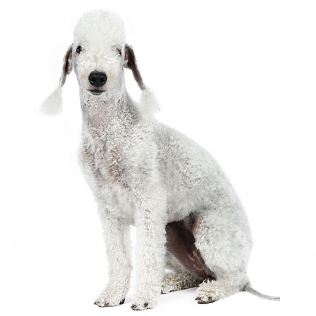 Bedlington terrier
