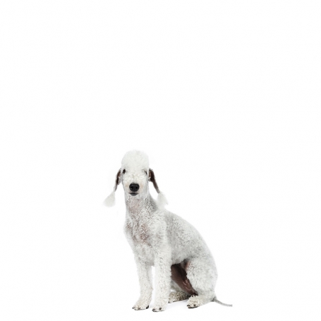 Bedlington terrier