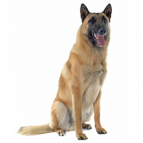 Belga juhász - Malinois