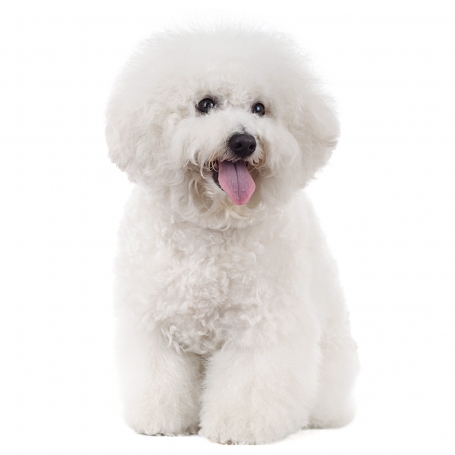 Bichon Frisé