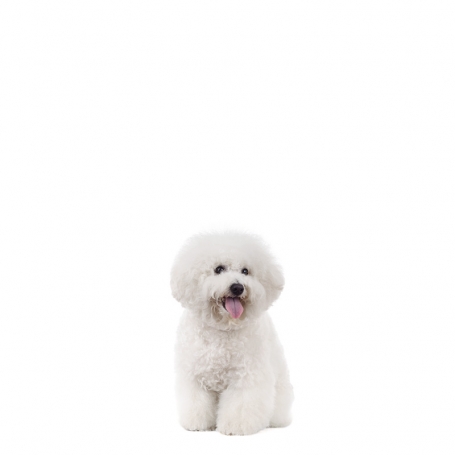 Bichon Frisé