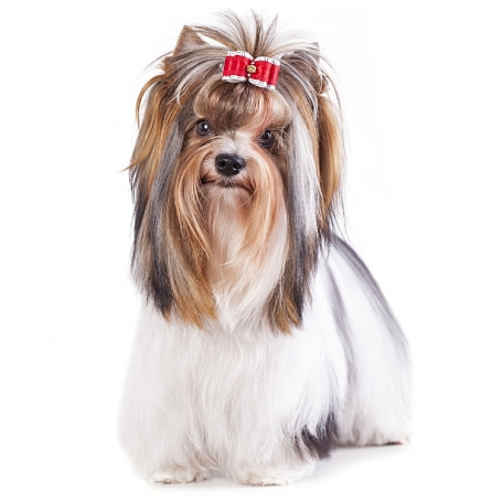 Biewer terrier