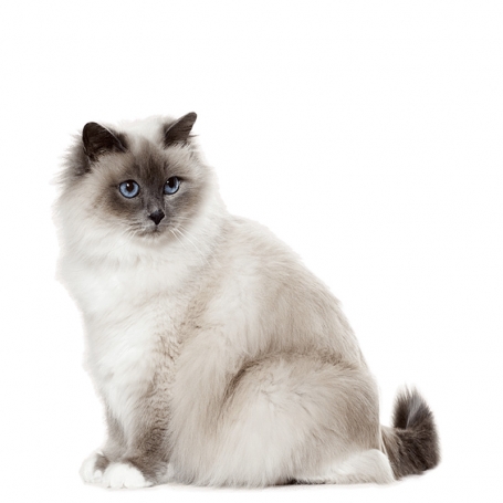 Birman