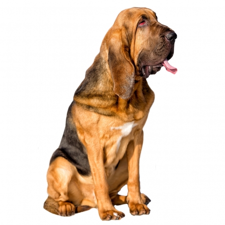 Bloodhound