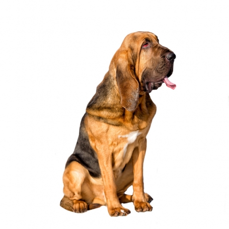 Bloodhound