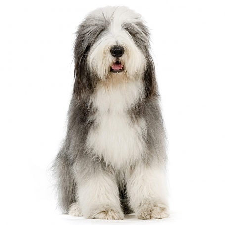 Bobtail