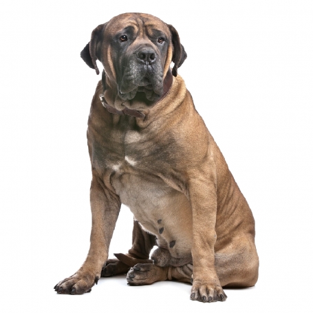 Boerboel