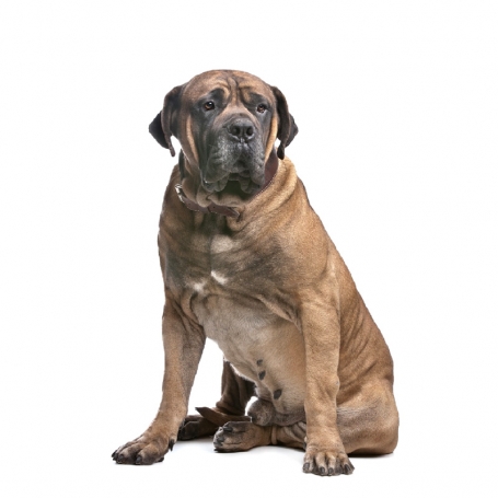 Boerboel