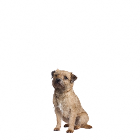 Border terrier