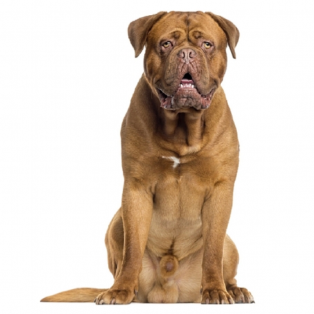 Bordeaux-i dog
