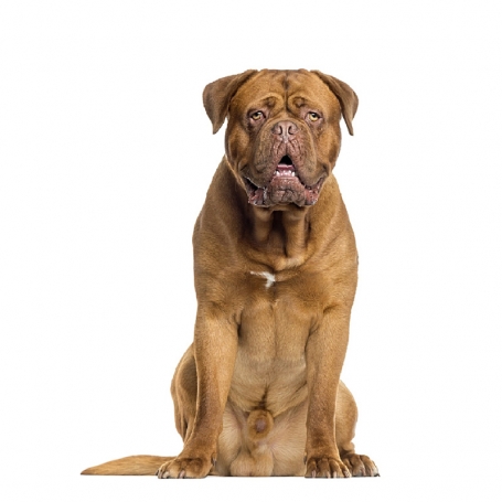 Bordeaux-i dog