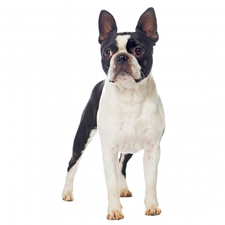 Boston terrier