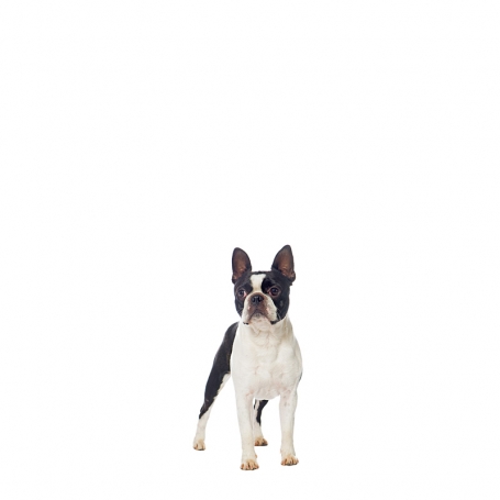 Boston terrier