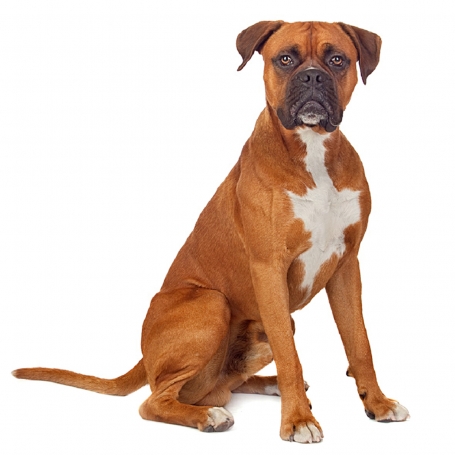 Boxer