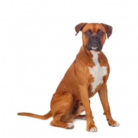 Boxer