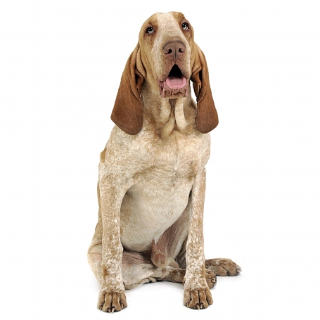 Bracco Italiano