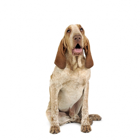 Bracco Italiano
