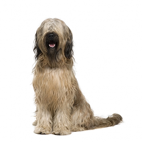 Briard