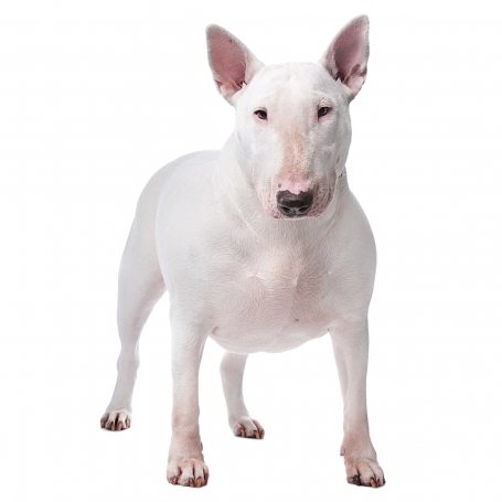 Bullterrier