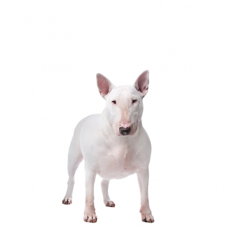 Bullterrier