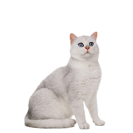 Burmilla